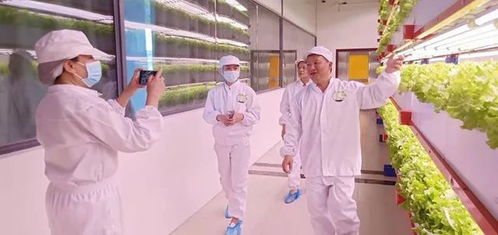 看菜不是菜,看菜還是菜 探訪湖南省國際稻都農業技術研究院新型智慧蔬菜工廠